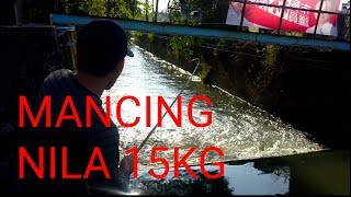 TES DO A SHOLAWAT MANCING 2JAM DAPAT15KG [upl. by Ahsit317]