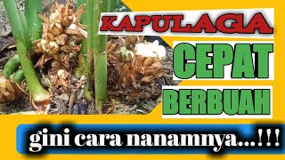 Cara Menanam Kapulaga Biar Cepat BerbuahBudidaya Kapulaga Yang Efektif [upl. by Naie96]