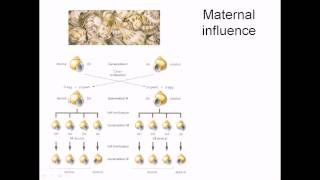 Maternal effect in gene expression [upl. by Melodee]