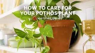 How To Care for Your Pothos  Apartment Therapy [upl. by Acirne]