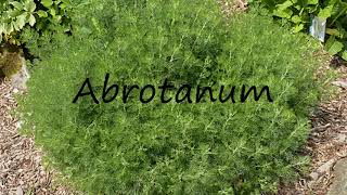 How to Pronounce Abrotanum [upl. by Yelnet796]