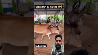 Groundnut oil making 🤩🤩 shorts cow farm coldpressedoils oddlysatisfying setisfyingvideo [upl. by Anikram]