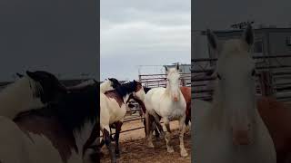 Rodeo in Gillette Wyoming [upl. by Dragoon]