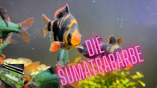 Wissenswertes über Sumatrabarben  Aquaristik4fun [upl. by Westley653]