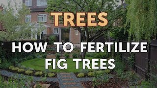 How to Fertilize Fig Trees [upl. by Zzahc629]