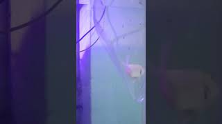 New fish in my cichlid tankpetfish cichlids new fishvlogs music [upl. by Guglielma]