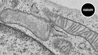 A new kind of mitochondria [upl. by Umeh]