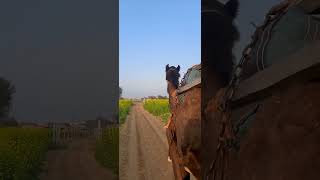 desirider sarsonkikheti farmvlog desilifestyle camellife villagevlog dhandanyoliwala ❤️🐫 [upl. by Tuck185]