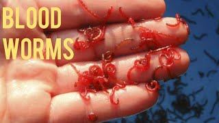 How to find blood worms in your backyard🐛 [upl. by Namra]