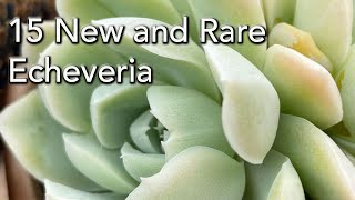 15 Rare Echeveria with Names  New and Interesting collectable Varieties [upl. by Nilats673]