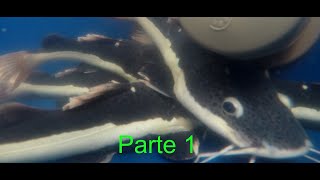 COMO COMPRAR ALEVINOS E JUVENIL DE PEIXES PISCICULTURA PARTE 1 [upl. by Nulubez427]