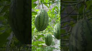 Fresh amp Juicy Watermelons Grown Right on the Roof Shorts [upl. by Harned]