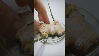 Ginger Root timelapse [upl. by Akihsan]