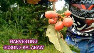 HARVESTING of SUSONG KALABAW Bulacan Philippines [upl. by Euqinue123]