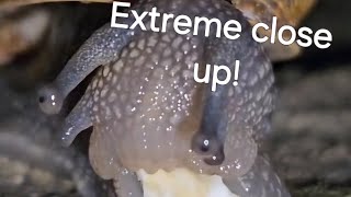 A Closeup of a Snail Eating an Oat [upl. by Mountford]