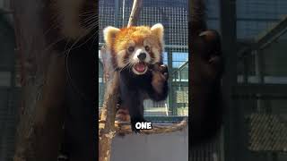 Adorable 😍 Red Panda Fun amp Fight shortsfeed facts shorts viralshorts animals panda asmr [upl. by Maier]