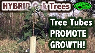 Hybrid White Oak Tree  Bodacious Bur Oak Trees  A Quick Look 2016 [upl. by Lambrecht]