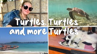 Gili T Indonesia Swimming With Turtles Cat Cafe and Boat Trips [upl. by Sutelc996]