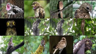 7 Species of Potoo Birds [upl. by Suinuj183]