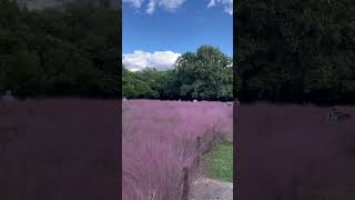 【風景】長居公園のカピラリス🌸 Muhlenbergia capillaris in Osaka Nagai Botanical Garden [upl. by Lebasiairam237]