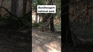 Bandhavgarh national park tiger safari start after monsoon tiger spotted tigerattack wildlife [upl. by Lebana]