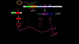 Negative InducibleRepressible Operons [upl. by Allenrad]