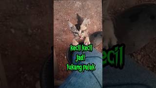 panggil pembeli preman yang datang 😭 kucing kitten poorkittenlivesaloneinthedump [upl. by Kciwdahc331]