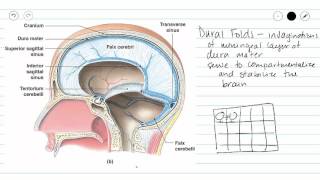 Cranial Meninges [upl. by Neff]