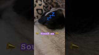 Sleepy 😴 pug 🐾🦴 music puglife puggles dog phonk [upl. by Eenal]