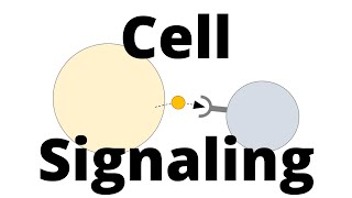 Cell Signaling Types Paracrine Endocrine Juxtacrine [upl. by Suk898]