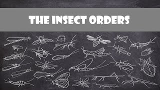 Defining Characteristics of the Insect Orders  Entomology [upl. by Novak]