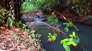 CHIRPING BIRDS WITH BABBLING BROOK IN THE DEEP FOREST RELAXING NATURE SOUNDS FOR ANXIETY [upl. by Anaihs]