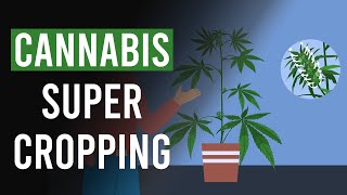 Cannabis Super Cropping The What The When amp The Why [upl. by Llemij]