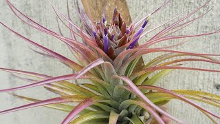 Tillandsia xerographica x brachycaulos  Tillandsien Pflege leicht gemacht [upl. by Llerrot]