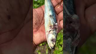 ഇതാണ് അതിന്റെ രീതി keralafishing shorts [upl. by Libna]