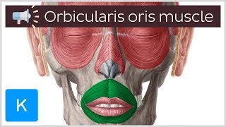 Orbicularis oris muscle  Anatomical Terms Pronunciation by Kenhub [upl. by Shien]