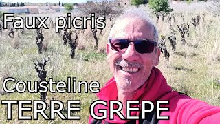 TUTO BENE quot36quot  TERRE GREPE  Cousteline Faux picris [upl. by Acissev]