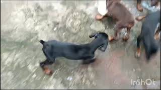 Doberman puppies for sale kerala Thrissur ph9072168655 [upl. by Rebba]