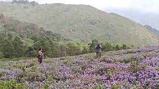 Peak bloom of rare flowers paint India’s Nilgiri hills in hues of blue [upl. by Nnalyrehc]