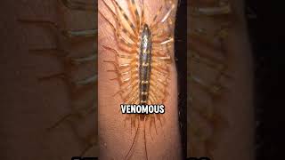 House Centipedes are friendly 🤨 viral [upl. by Holleran324]