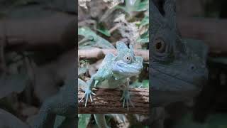 Basiliscus plumifrons Basilisk [upl. by Onit]