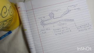 Classification of Salivary Gland Tumors Mnemonic and Diagram [upl. by Maclean95]