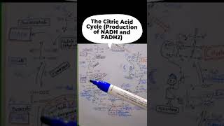 The Citric Acid Cycle [upl. by Shieh881]