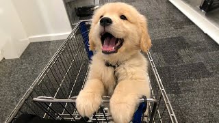 TOP HIGHLIGHTS of FUNNY PUPPIES that will make you LAUGH [upl. by Ecnerrat692]