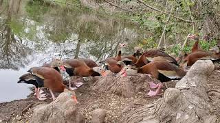 Black Bellied Whistling Ducks Fighting [upl. by Adebayo]