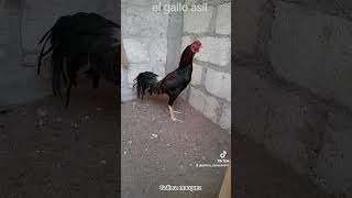 sobre el gallo asil [upl. by Sikram]