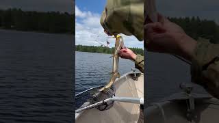 Epic Pike Fishing in Bonnechere River [upl. by Annaira613]