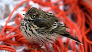 Meadow Pipit Bird Call and Pictures for Teaching [upl. by Smitt]