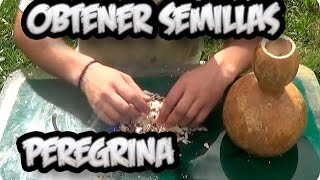 Como Conseguir Semilla De  Calabaza Peregrina  Semillas Organicas  La Huertina De Toni [upl. by Ahsinat]