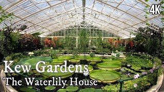 Kew Gardens  The Waterlily House 4K Virtual Tour [upl. by Winter]